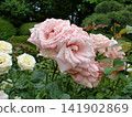 Rose of light pink color 141902869