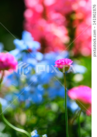 Ashikaga is a flower park wisteria Ashikaga is a flower park wisteria 141902876