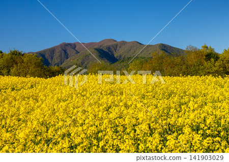 A field of rapeseed flowers in full bloom on the slopes of the San-no-Kura Plateau flower fields in Aida Kitagongenmori-ko, Atsushio-Kano-machi, Kitakata City, Fukushima Prefecture. A field of rapeseed flowers in full bloom on the slopes of the San-no-Kura Plateau flower fields in Aida Kitagongenmori-ko, Atsushio-Kano-machi, Kitakata City, Fukushima Prefecture. 141903029