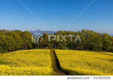 A field of rapeseed flowers in full bloom on the slopes of the San-no-Kura Plateau flower fields in Aida Kitagongenmori-ko, Atsushio-Kano-machi, Kitakata City, Fukushima Prefecture. A field of rapeseed flowers in full bloom on the slopes of the San-no-Kura Plateau flower fields in Aida Kitagongenmori-ko, Atsushio-Kano-machi, Kitakata City, Fukushima Prefecture. 141903030