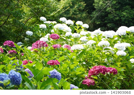 hydrangea hydrangea 141903068