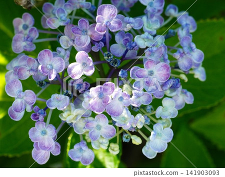 hydrangea hydrangea 141903093