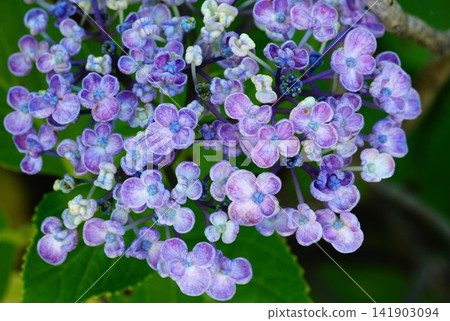 繡球 繡球 141903094