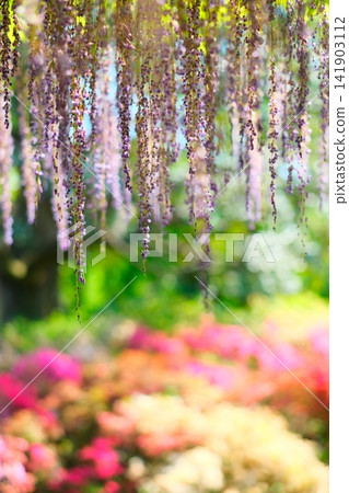 Ashikaga is a flower park wisteria Ashikaga is a flower park wisteria 141903112