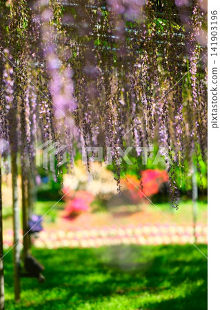 Ashikaga is a flower park wisteria Ashikaga is a flower park wisteria 141903196