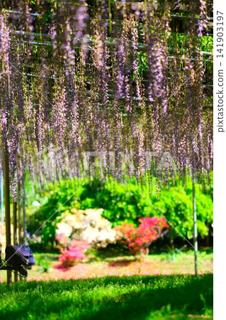 Ashikaga is a flower park wisteria Ashikaga is a flower park wisteria 141903197