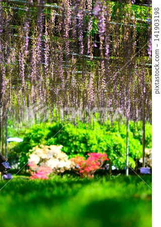 Ashikaga is a flower park wisteria Ashikaga is a flower park wisteria 141903198