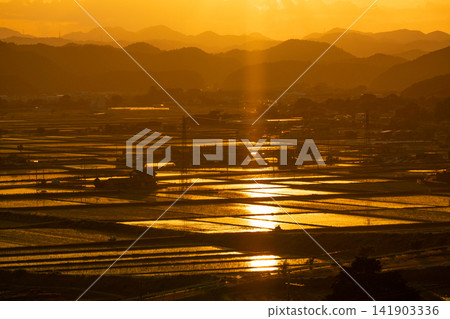 夕陽的金色光芒照亮了龜岡盆地的稻田。 夕陽的金色光芒照亮了龜岡盆地的稻田。 141903336