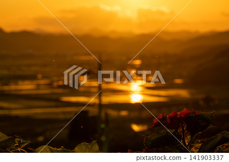 夕陽的金色光芒照亮了龜岡盆地的稻田。 141903337