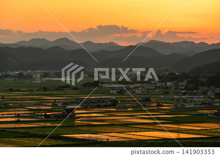 Rice paddies in the Kameoka Basin, illuminated by the golden glow of the setting sun. Rice paddies in the Kameoka Basin, illuminated by the golden glow of the setting sun. 141903353