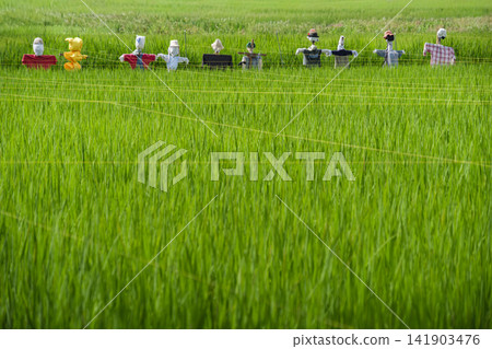 Scarecrow and rice paddy Scarecrow and rice paddy 141903476