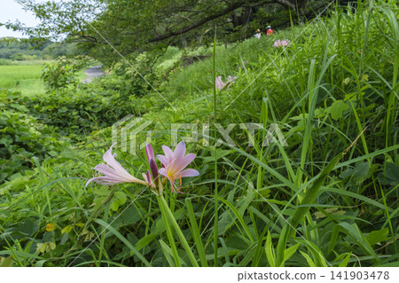 Summer daffodil petals Summer daffodil petals 141903478