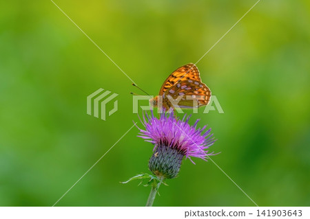 Macro photography of a fritillary butterfly perched on a purple thistle flower. Macro photography of a fritillary butterfly perched on a purple thistle flower. 141903643