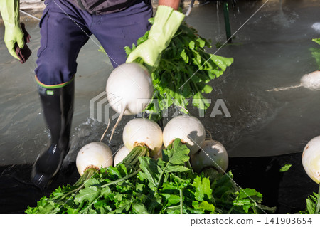 I photographed the seasonal Shogoin radish, a famous Kyoto vegetable, being prepared for shipment at the vegetable washing area. 141903654