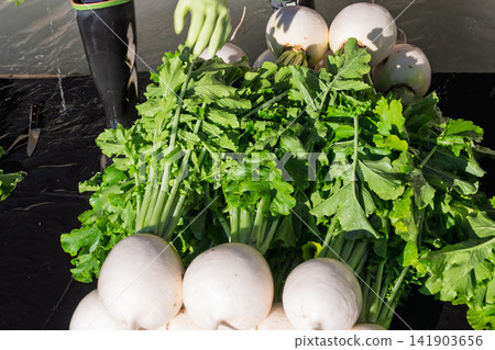 I photographed the seasonal Shogoin radish, a famous Kyoto vegetable, being prepared for shipment at the vegetable washing area. I photographed the seasonal Shogoin radish, a famous Kyoto vegetable, being prepared for shipment at the vegetable washing area. 141903656