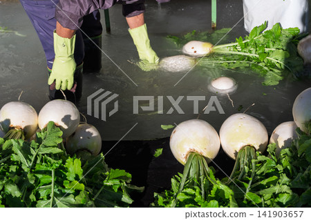 I photographed the seasonal Shogoin radish, a famous Kyoto vegetable, being prepared for shipment at the vegetable washing area. I photographed the seasonal Shogoin radish, a famous Kyoto vegetable, being prepared for shipment at the vegetable washing area. 141903657