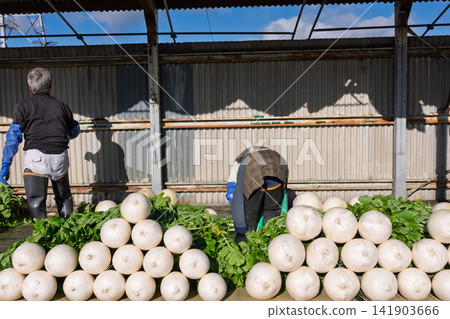 I photographed the seasonal Shogoin radish, a famous Kyoto vegetable, being prepared for shipment at the vegetable washing area. I photographed the seasonal Shogoin radish, a famous Kyoto vegetable, being prepared for shipment at the vegetable washing area. 141903666