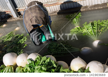 I photographed the seasonal Shogoin radish, a famous Kyoto vegetable, being prepared for shipment at the vegetable washing area. I photographed the seasonal Shogoin radish, a famous Kyoto vegetable, being prepared for shipment at the vegetable washing area. 141903669
