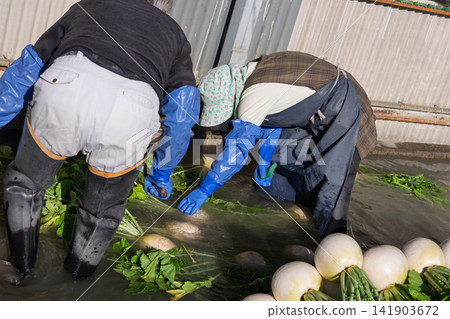 I photographed the seasonal Shogoin radish, a famous Kyoto vegetable, being prepared for shipment at the vegetable washing area. I photographed the seasonal Shogoin radish, a famous Kyoto vegetable, being prepared for shipment at the vegetable washing area. 141903672