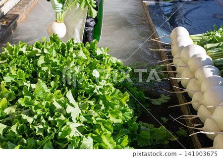 I photographed the seasonal Shogoin radish, a famous Kyoto vegetable, being prepared for shipment at the vegetable washing area. I photographed the seasonal Shogoin radish, a famous Kyoto vegetable, being prepared for shipment at the vegetable washing area. 141903675
