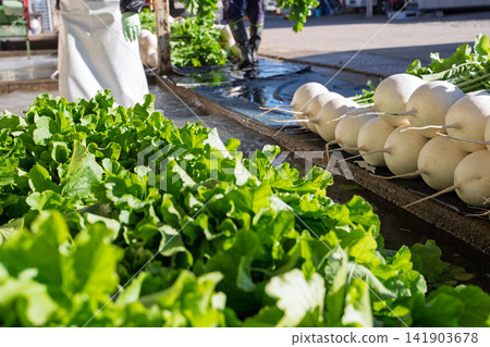 I photographed the seasonal Shogoin radish, a famous Kyoto vegetable, being prepared for shipment at the vegetable washing area. I photographed the seasonal Shogoin radish, a famous Kyoto vegetable, being prepared for shipment at the vegetable washing area. 141903678