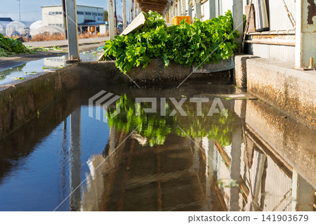 I photographed the seasonal Shogoin radish, a famous Kyoto vegetable, being prepared for shipment at the vegetable washing area. I photographed the seasonal Shogoin radish, a famous Kyoto vegetable, being prepared for shipment at the vegetable washing area. 141903679