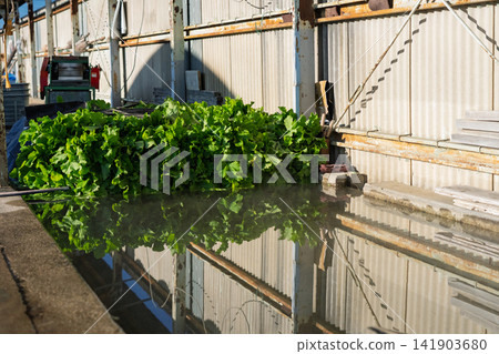 I photographed the seasonal Shogoin radish, a famous Kyoto vegetable, being prepared for shipment at the vegetable washing area. I photographed the seasonal Shogoin radish, a famous Kyoto vegetable, being prepared for shipment at the vegetable washing area. 141903680