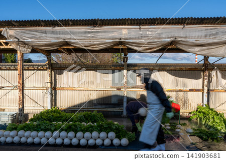 I photographed the seasonal Shogoin radish, a famous Kyoto vegetable, being prepared for shipment at the vegetable washing area. I photographed the seasonal Shogoin radish, a famous Kyoto vegetable, being prepared for shipment at the vegetable washing area. 141903681