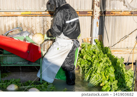 I photographed the seasonal Shogoin radish, a famous Kyoto vegetable, being prepared for shipment at the vegetable washing area. I photographed the seasonal Shogoin radish, a famous Kyoto vegetable, being prepared for shipment at the vegetable washing area. 141903682