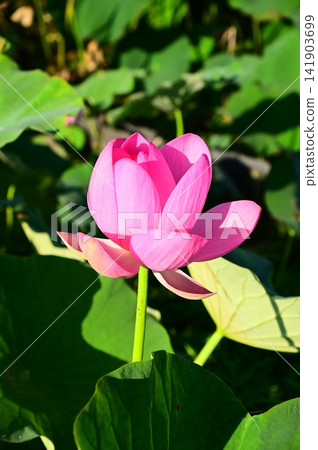 Rainbow Lotus Garden in Morioka Rainbow Lotus Garden in Morioka 141903699