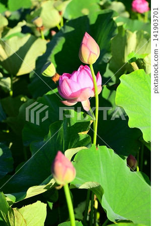 Rainbow Lotus Garden in Morioka Rainbow Lotus Garden in Morioka 141903701