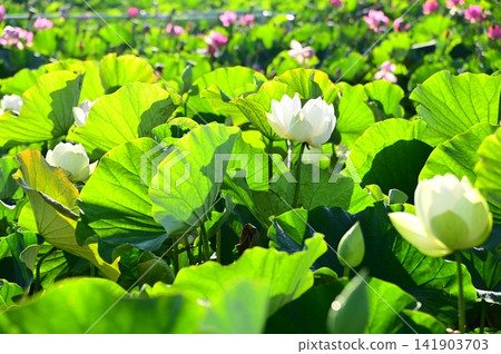 盛岡彩虹蓮花園 141903703