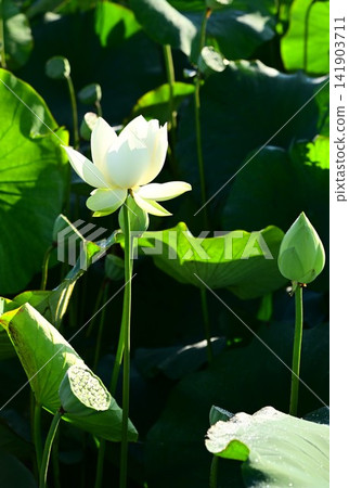 盛岡彩虹蓮花園 盛岡彩虹蓮花園 141903711