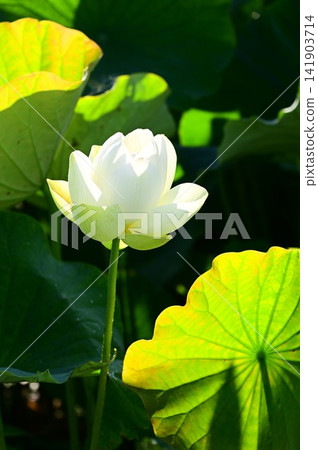 盛岡彩虹蓮花園 盛岡彩虹蓮花園 141903714