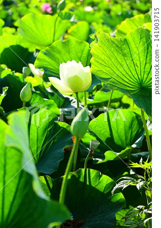 盛岡彩虹蓮花園 141903715