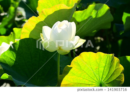 盛岡彩虹蓮花園 141903716