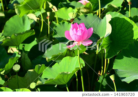 盛岡彩虹蓮花園 盛岡彩虹蓮花園 141903720