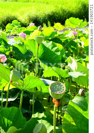 盛岡彩虹蓮花園 141903721
