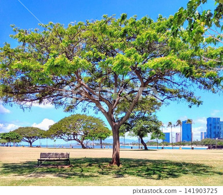 A view of the ocean and skyscrapers from the large trees and benches in Ala Moana Park, Hawaii. A view of the ocean and skyscrapers from the large trees and benches in Ala Moana Park, Hawaii. 141903725