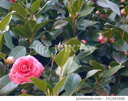 red camellia flower red camellia flower 141903806