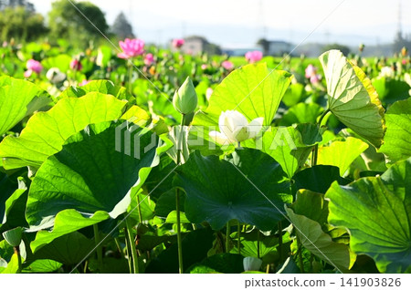 盛岡彩虹蓮花園 盛岡彩虹蓮花園 141903826