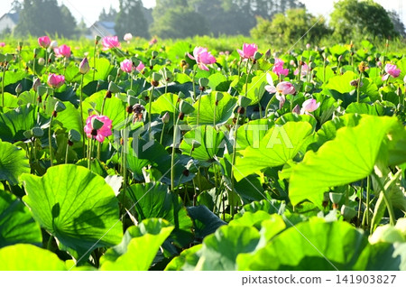 盛岡彩虹蓮花園 盛岡彩虹蓮花園 141903827