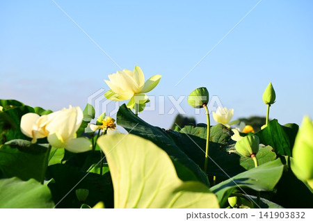 盛岡彩虹蓮花園 盛岡彩虹蓮花園 141903832