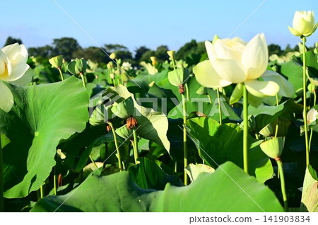 盛岡彩虹蓮花園 盛岡彩虹蓮花園 141903834