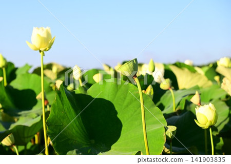 Rainbow Lotus Garden in Morioka Rainbow Lotus Garden in Morioka 141903835