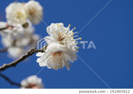 白梅花 白梅花 141903912