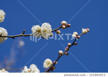 白梅花 白梅花 141903913