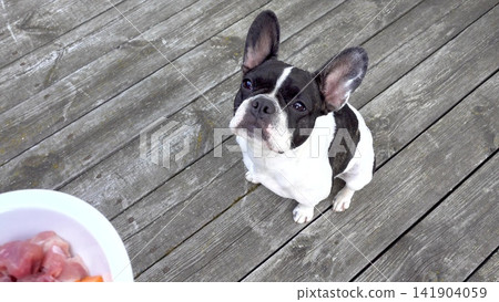 Cute French Bulldog patiently waiting for healthy meal Cute French Bulldog patiently waiting for healthy meal 141904059