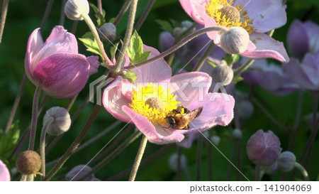 A bee pollinating a delicate purple flower A bee pollinating a delicate purple flower 141904069