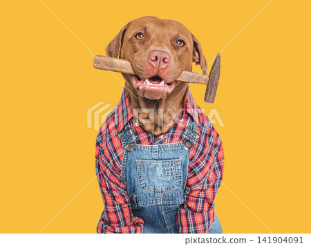 Cute puppy, denim overalls and hammer. Studio shot Cute puppy, denim overalls and hammer. Studio shot 141904091